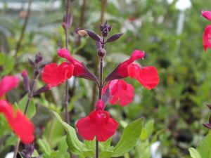 Salvia x jamensis 'Maraschino'-0