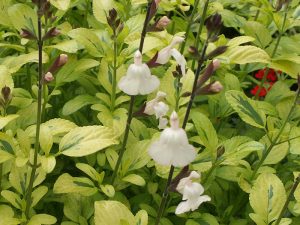 Salvia x jamensis 'Moonlight Over Ashwood'-0