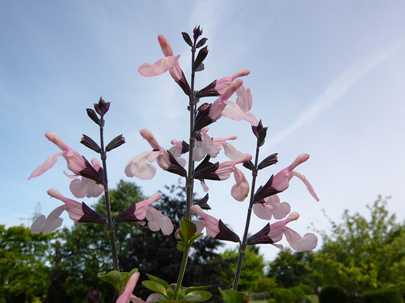 Salvia x jamensis 'Pleasant Pink'-1410