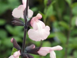 Salvia x jamensis 'Pleasant Pink'-0