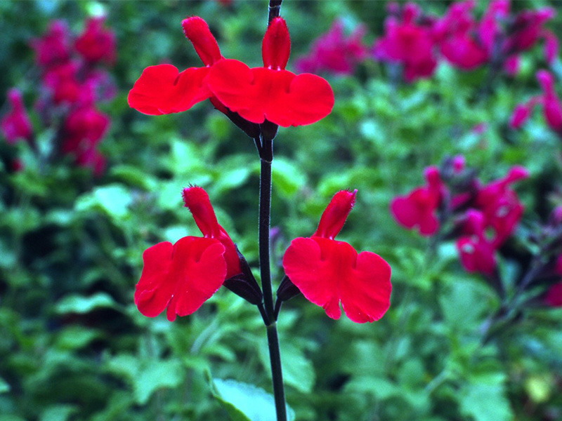 Salvia x jamensis 'Red Velvet'-1412