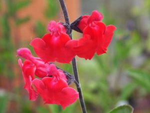 Salvia x jamensis 'Red Velvet'-0
