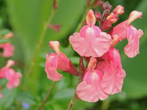 Salvia x jamensis 'Senorita Leah'-0