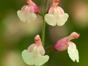 Salvia x jamensis 'Sierra san Antonio'-0