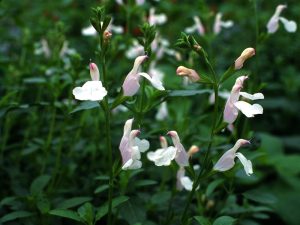 Salvia x jamensis 'Trebah'-0