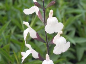 Salvia x jamensis 'Moonlight Serenade'-0