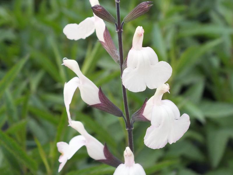 Salvia x jamensis 'Moonlight Serenade'-0