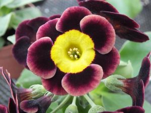 Primula auricula 'Sandhills'-0
