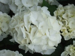 Hydrangea macrophylla 'Schneeball'-0