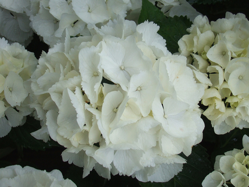 Hydrangea macrophylla 'Schneeball'-0