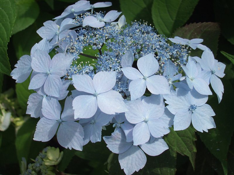 Hydrangea serrata 'Blue Deckle'-0