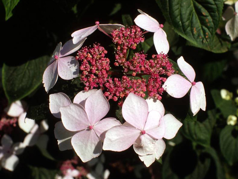 Hydrangea serrata 'Grayswood'-1511