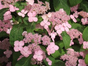 Hydrangea serrata 'Miranda'-0
