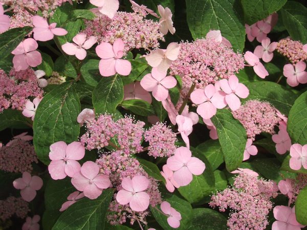 Hydrangea serrata 'Miranda'-0