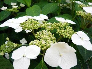 Hydrangea serrata 'Shiro-gaku'-0