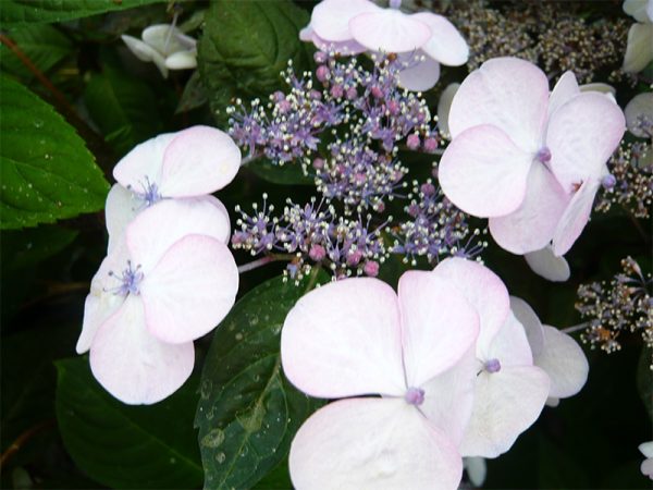 Hydrangea serrata 'Shojo'-0