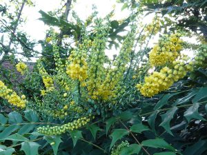 Mahonia japonica-0