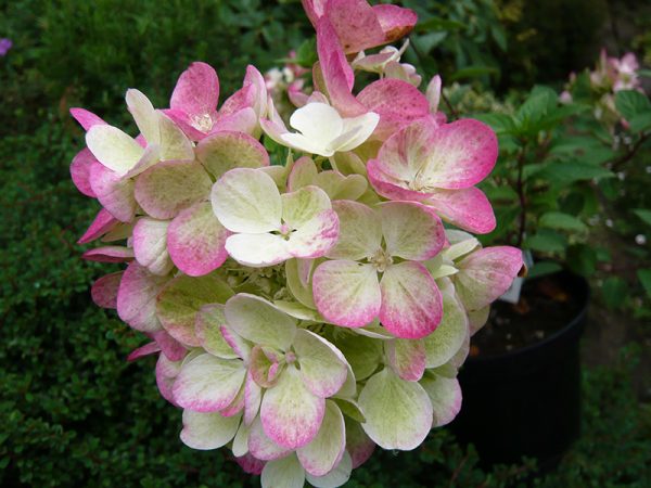 Hydrangea paniculata 'Pink Diamond'-0