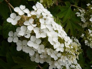 Hydrangea quercifolia 'Snow Queen'-0