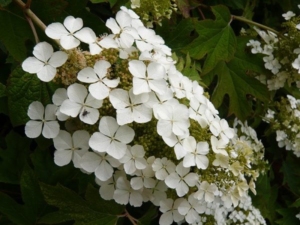Hydrangea quercifolia 'Snow Queen'-0