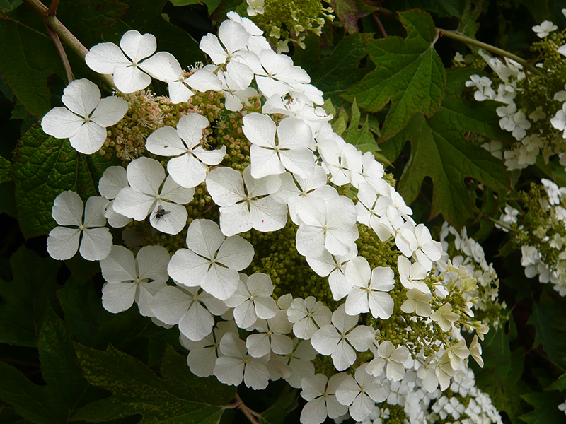 Hydrangea quercifolia 'Snow Queen'-0