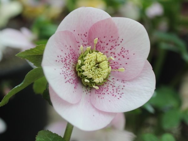 Helleborus x hybridus (Ashwood Garden Hybrids) Single pink shades spotted-0