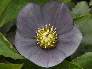 Helleborus x hybridus (Ashwood Garden Hybrids) Single slate grey shades-0