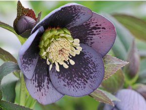 Helleborus x hybridus (Ashwood Garden Hybrids) Single slate grey shades blotched-0