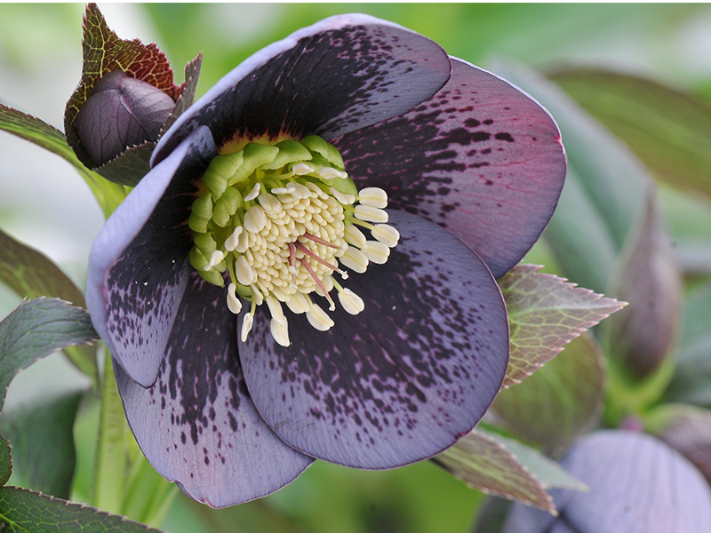 Helleborus x hybridus (Ashwood Garden Hybrids) Single slate grey shades blotched-0