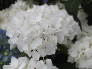 Hydrangea macrophylla 'Soeur Thérèse'-0