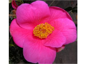 Camellia x williamsii 'St.Ewe'-0