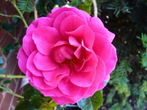 Rosa 'Starlight Express'-0