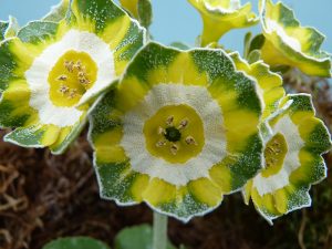 Primula auricula 'Steiff'-0