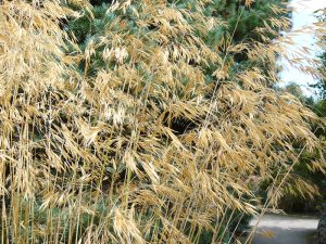 Stipa gigantea-0