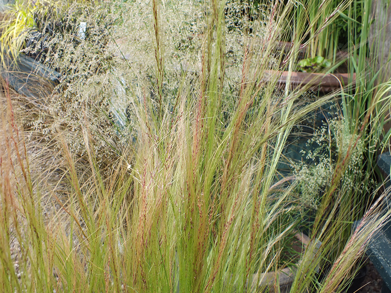 Stipa tenuissima-0