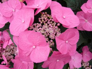 Hydrangea macrophylla 'Taube'-0
