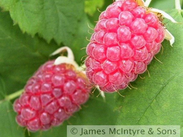 Tayberry-0