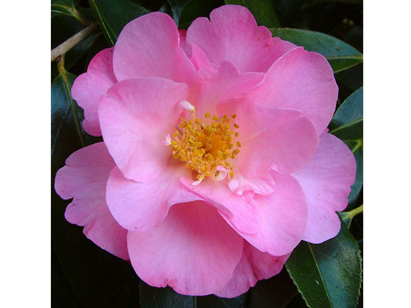 Camellia x williamsii 'The Duchess of Cornwall'-0