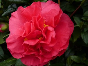 Camellia japonica 'Tomorrow'-0