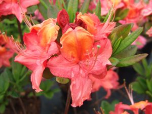 Rhododendron 'Tunis'-0