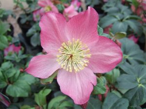 Helleborus Walberton's Rosemary 'Walhero'-0
