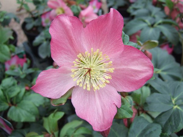 Helleborus Walberton's Rosemary 'Walhero'-0