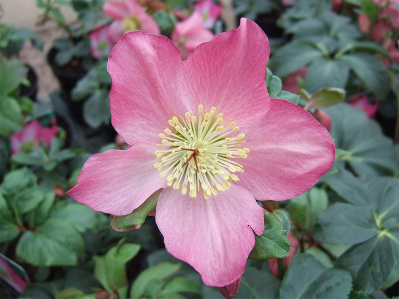Helleborus Walberton's Rosemary 'Walhero'-0