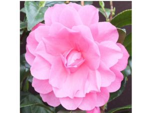 Camellia x williamsii 'Water Lily'-0