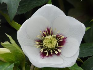 Helleborus x hybridus (Ashwood Garden Hybrids) Single White red flush, dark nectaries-0