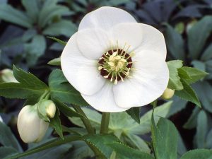 Helleborus x hybridus (Ashwood Garden Hybrids) Single white dark nectaries-0