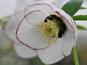 Helleborus x hybridus (Ashwood Garden Hybrids) Single white picotee dark nectaries-0