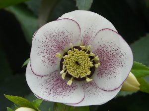 Helleborus x hybridus (Ashwood Garden Hybrids) Single white picotee dark nectaries spotted-0