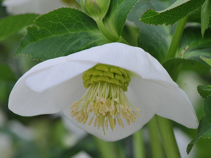 Helleborus x hybridus (Ashwood Garden Hybrids) Single pure white-1368