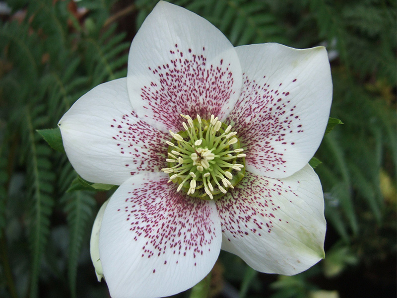 Helleborus x hybridus (Ashwood Garden Hybrids) Single white spotted-1362